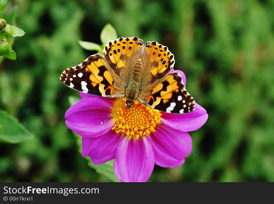 A butterfly on dahlia in green background. A butterfly on dahlia in green background