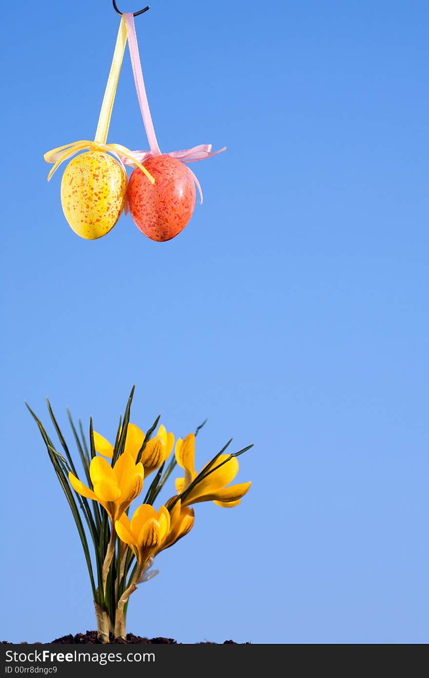 Easter Eggs And Crocus.