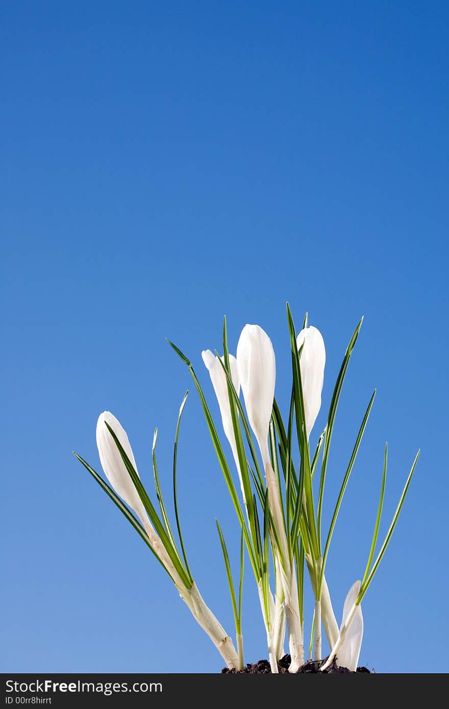 White crocus against blue sky.