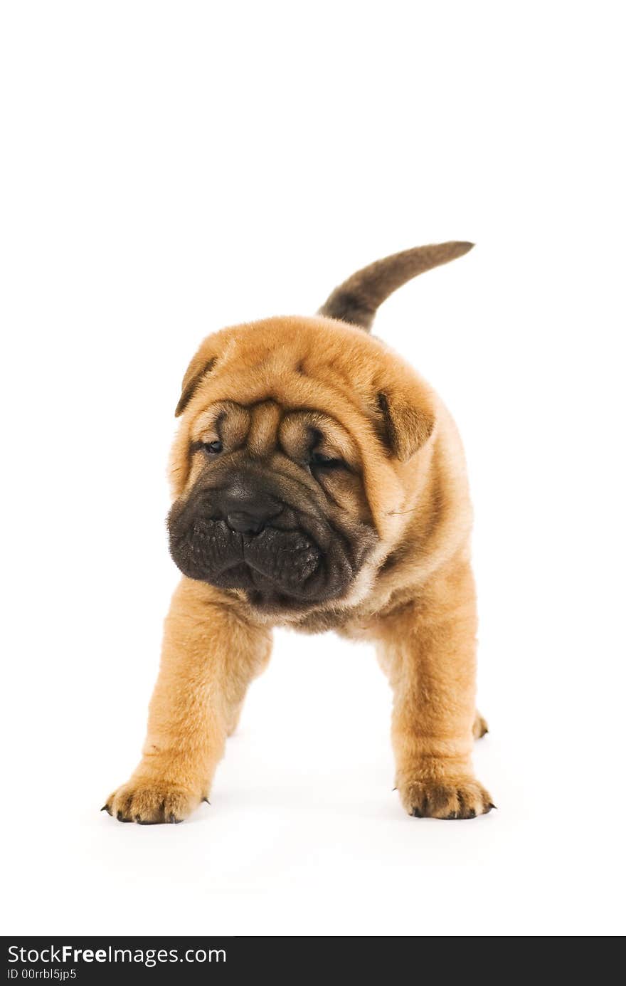 Funny sharpei puppy isolated on white background (studio shot). Funny sharpei puppy isolated on white background (studio shot)