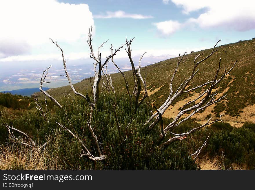 Mountain Kenya