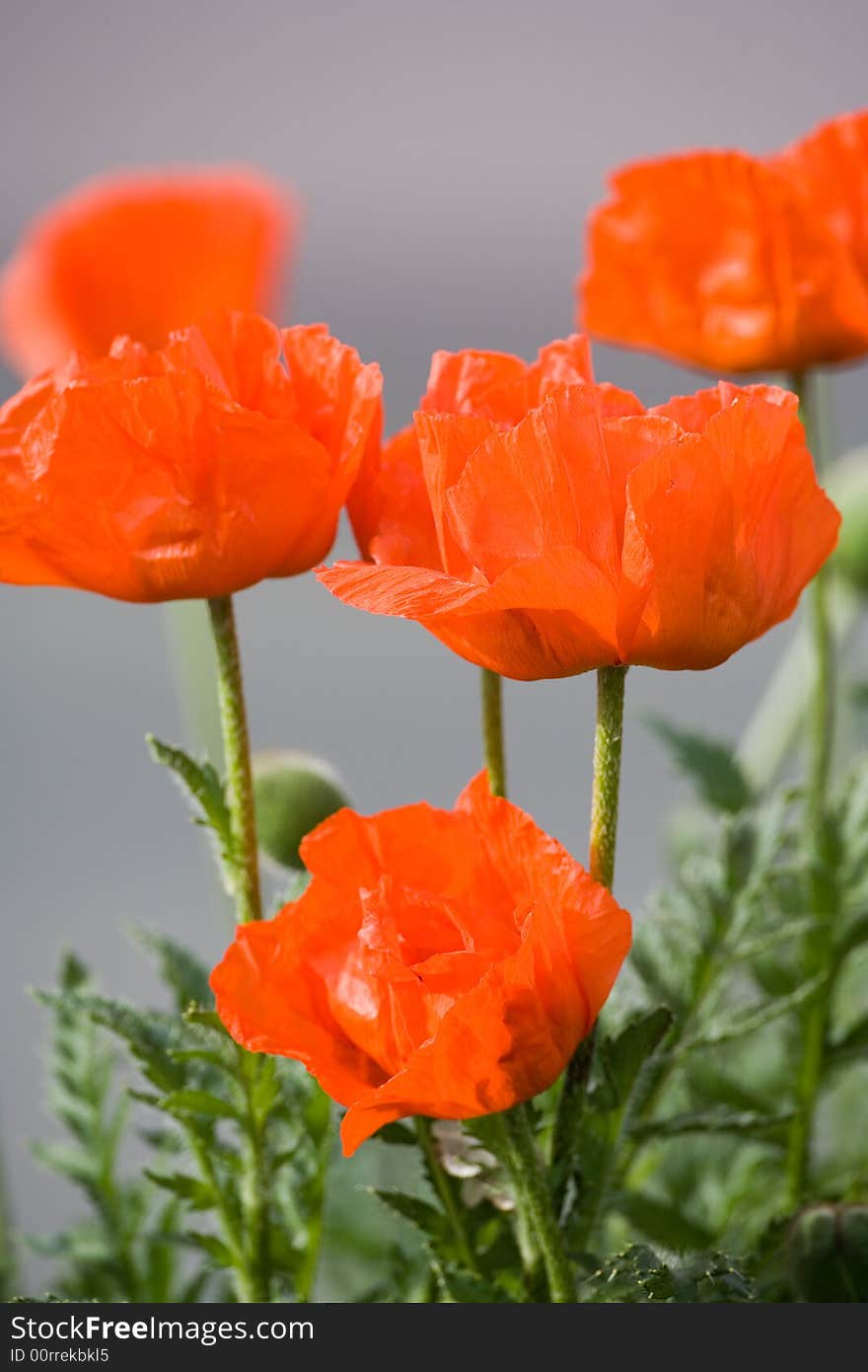 Red Poppies