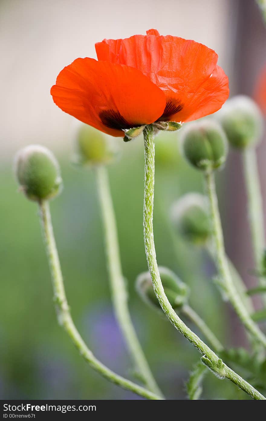 A Poppy