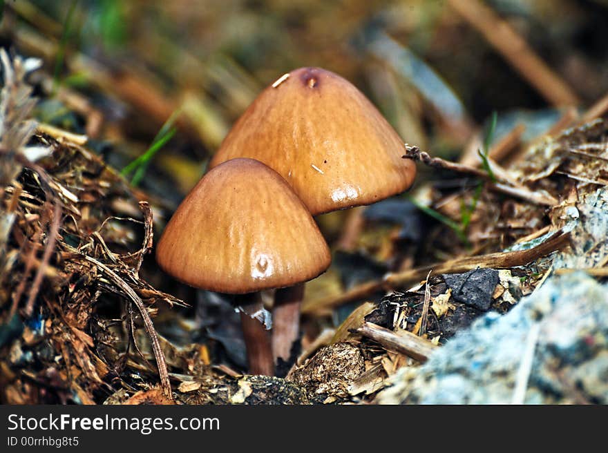 Mushrooms groing in a muck heap