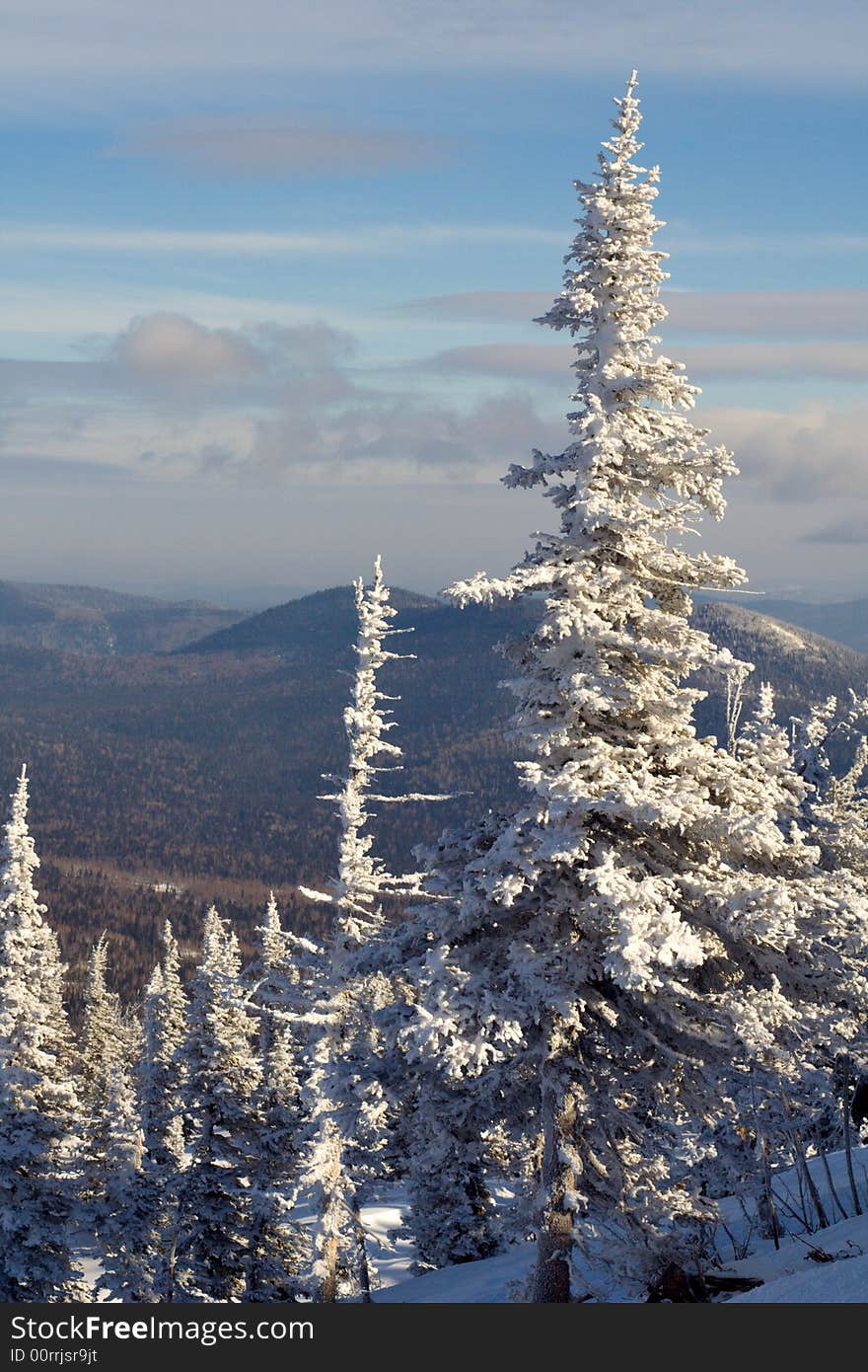 Alpine slope with pine tree covered snow. Alpine slope with pine tree covered snow