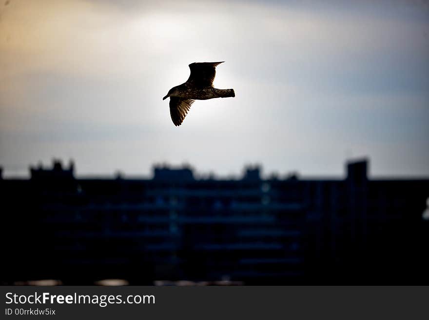 A Seagull flying over rooftops at dawn. A Seagull flying over rooftops at dawn