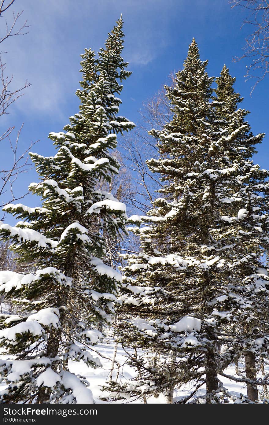 Alpine slope with pine tree covered snow. Alpine slope with pine tree covered snow