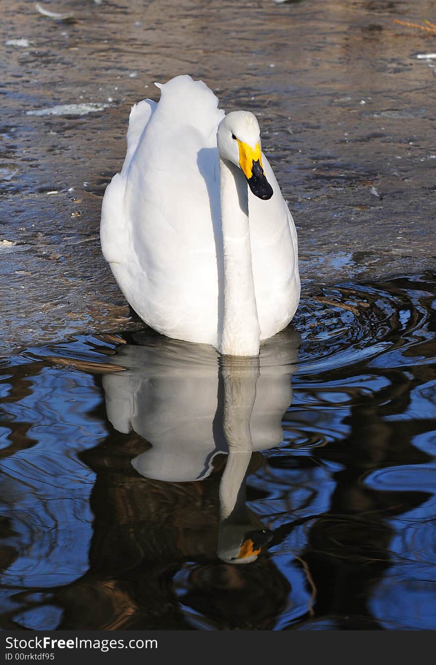 Beautiful swan in the water with inverted image