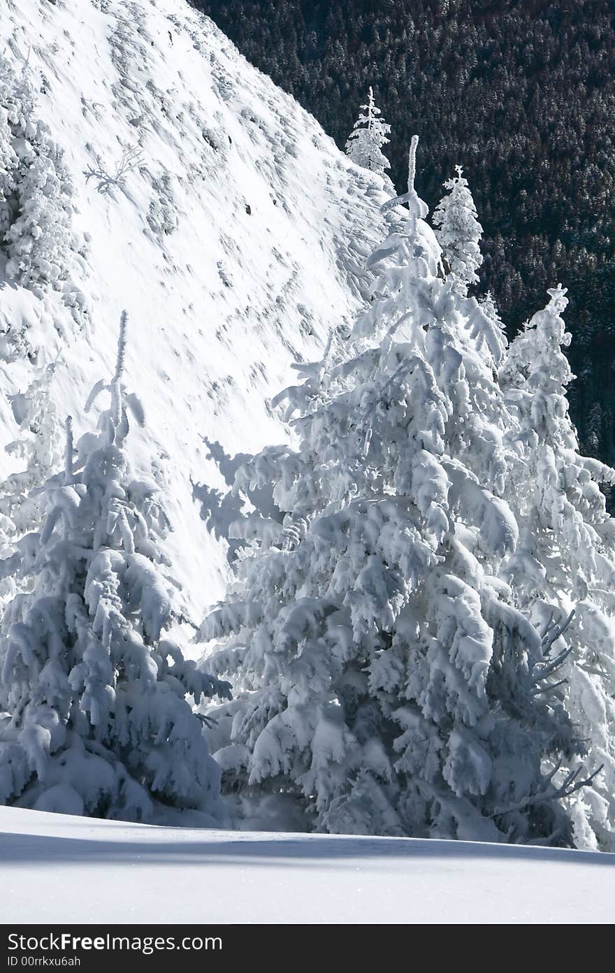 White fir in winter snow