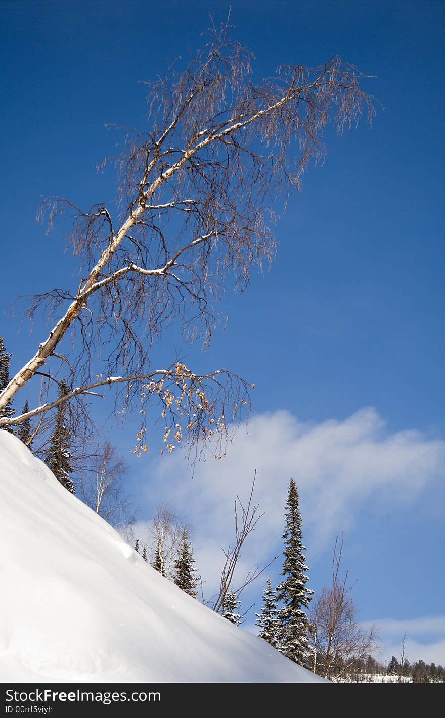 Tilt birch on wilderness slope