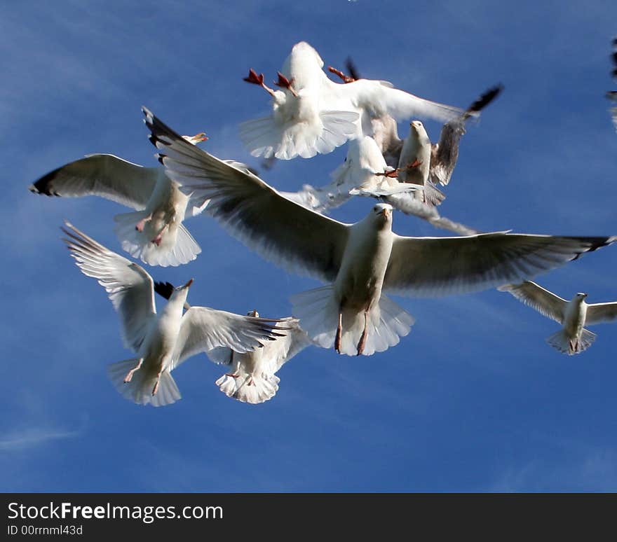 Feeding Frenzy