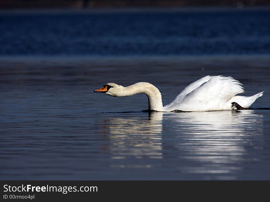 Swan scooping the surface for food. Swan scooping the surface for food