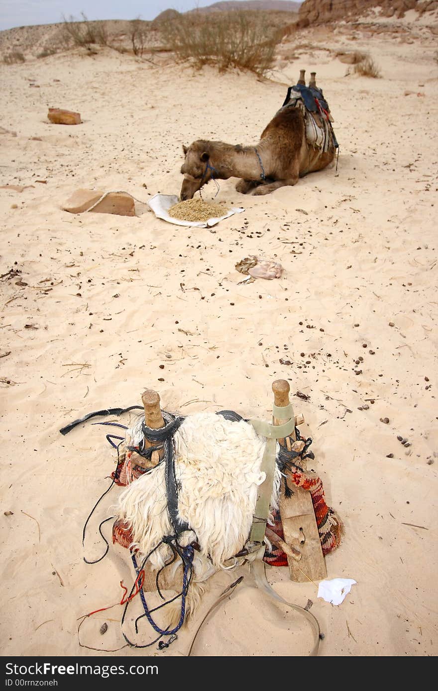 Dromedary eating in the desert of Sinai, Egypt. Dromedary eating in the desert of Sinai, Egypt