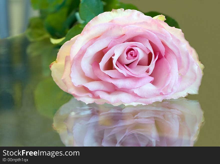 Beautiful gentile rose is reflected in glass of the surfaces