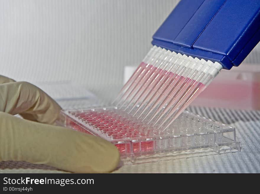 Scientist using blue multi-channel pipette for pipetting a 96 well plate with pink solution on white. Scientist using blue multi-channel pipette for pipetting a 96 well plate with pink solution on white