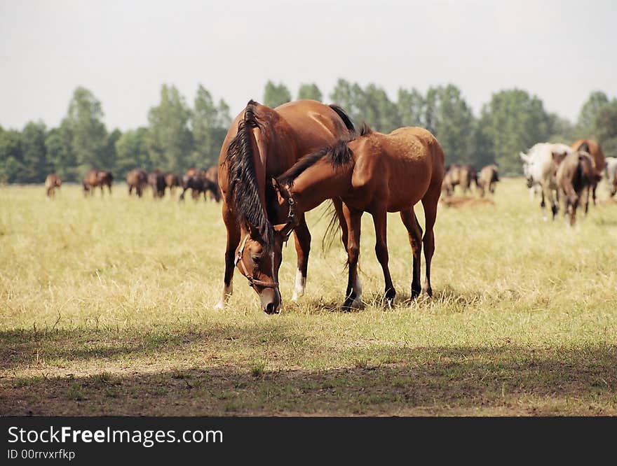 The mare with the colt on the meadow. Janow Podlaski, Poland. The mare with the colt on the meadow. Janow Podlaski, Poland.