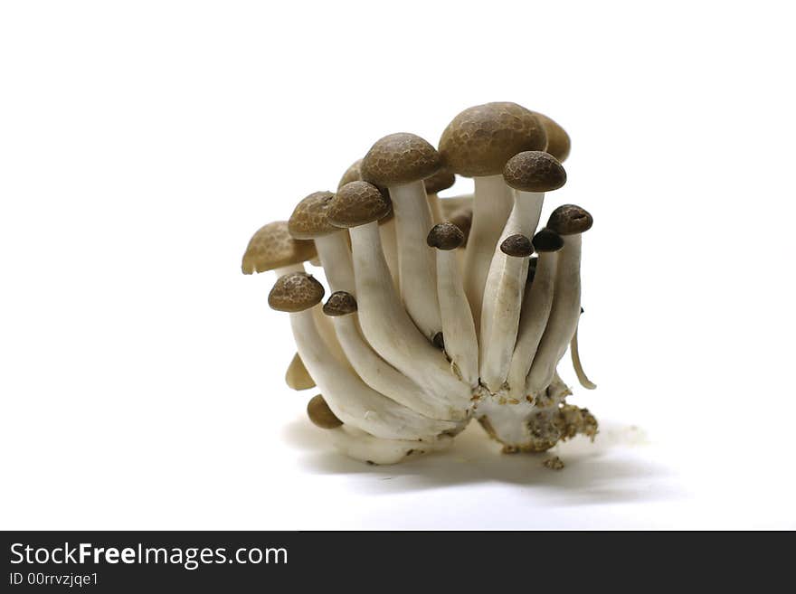 Japanese mushrooms called bunashimeji and is used for eating.