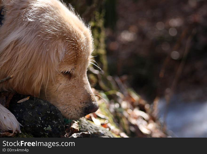 Golden Retriever Close-up