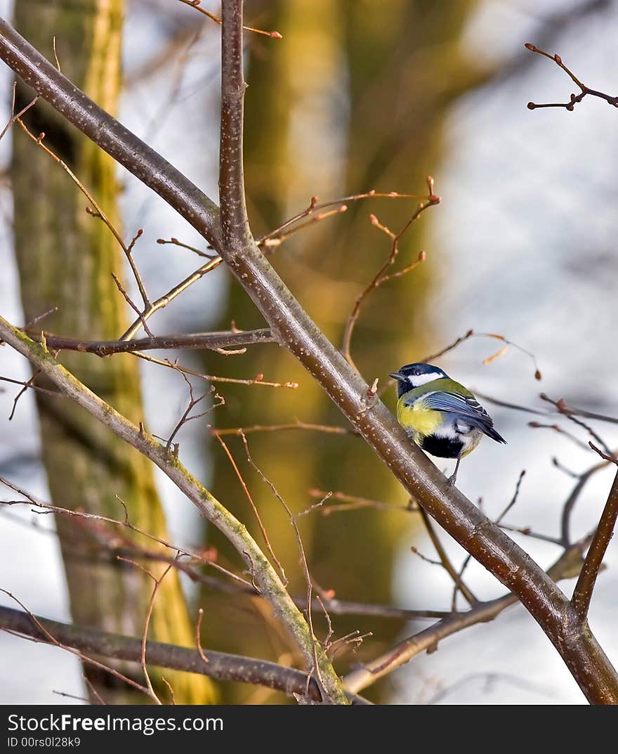 Tit up a tree posing for a photo