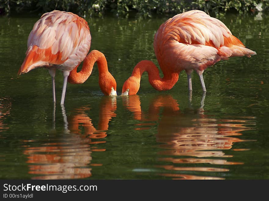 Flamingo couple are standing in the water and seeking food