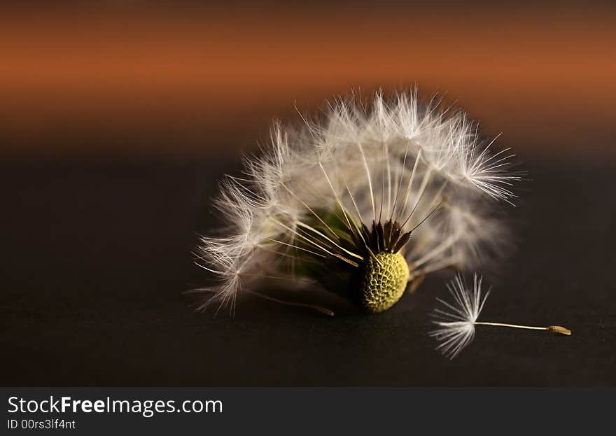 Dandelion seeds