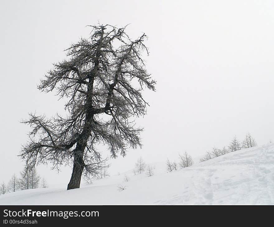 Trees in snow