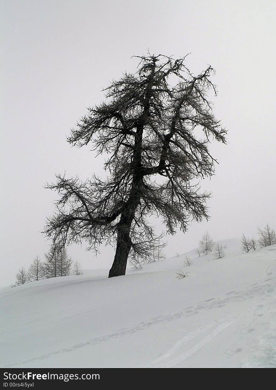 Plants and trees in snow