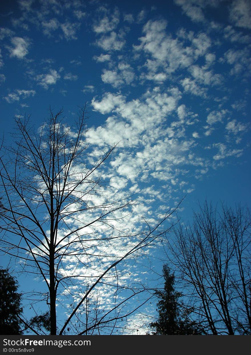 Trees silhouette over blue cloudy sky on autumn day. Trees silhouette over blue cloudy sky on autumn day