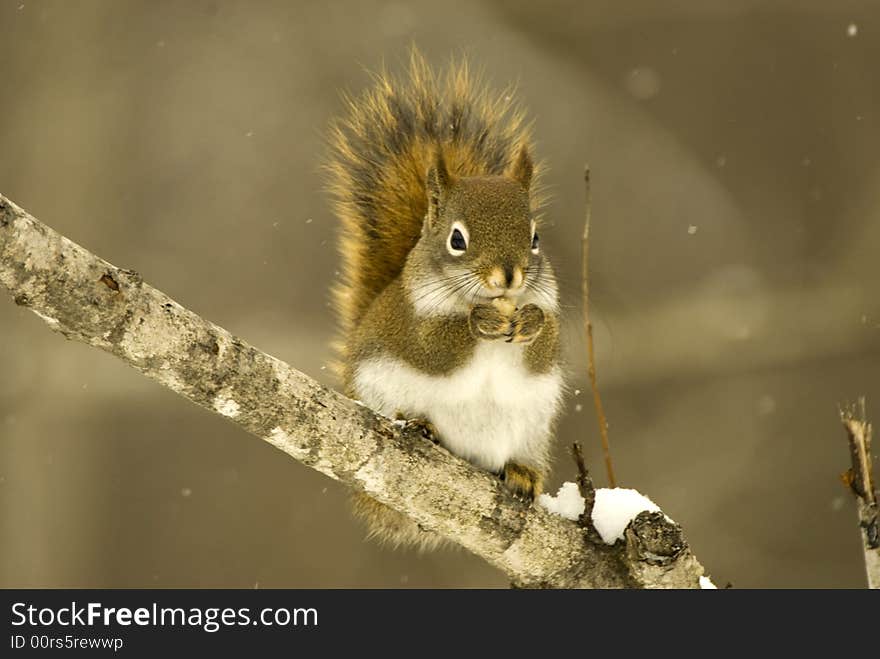 A squirrel sitting on a branch eating a peanut. A squirrel sitting on a branch eating a peanut