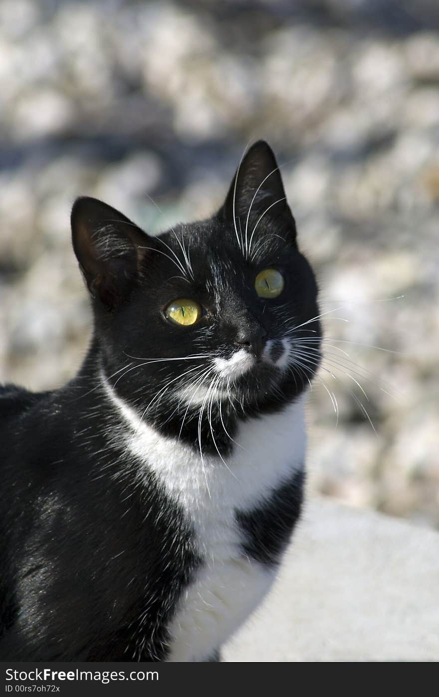 Outdoor portrait of a black and white cat looking up