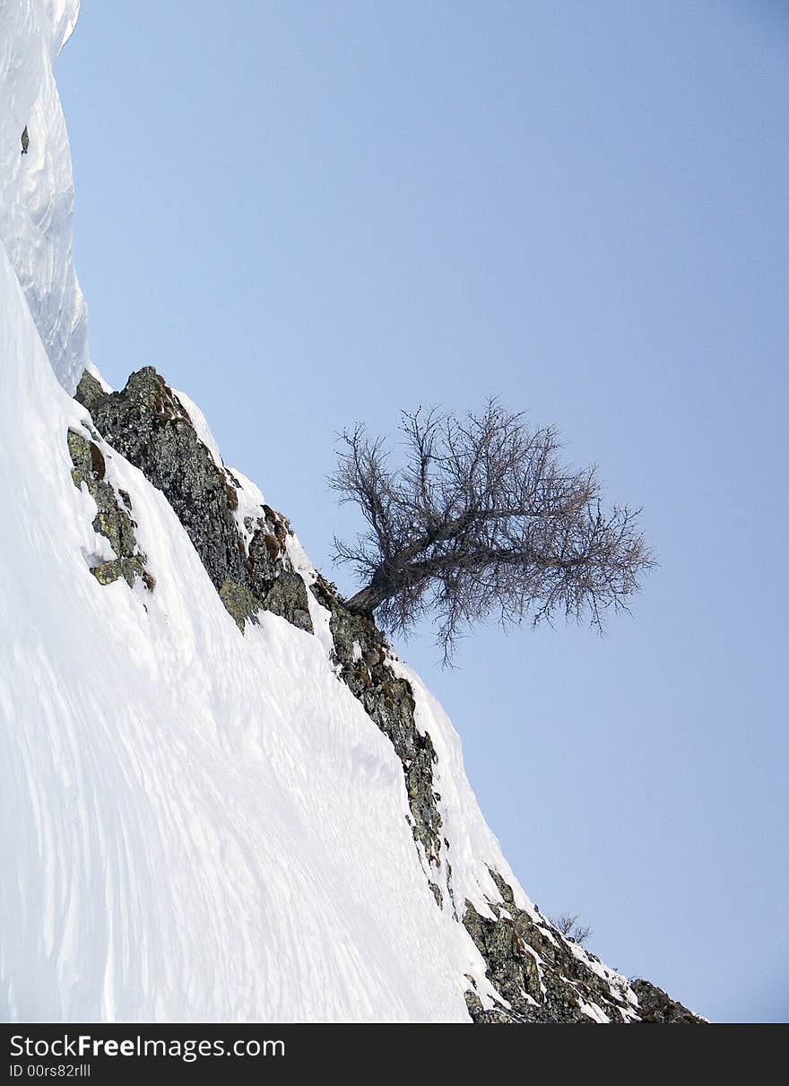 Tree on the wall of a mountain. Tree on the wall of a mountain