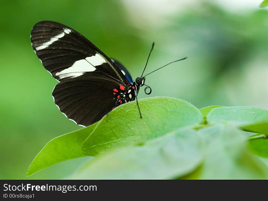 Close-up of a beautiful butterfly