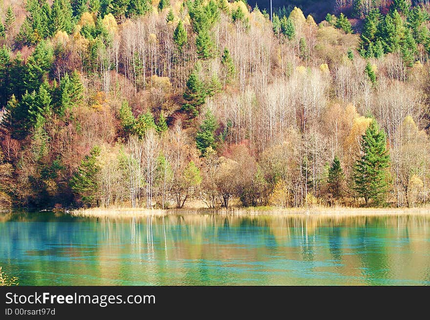 Woods reflected in the clear lake