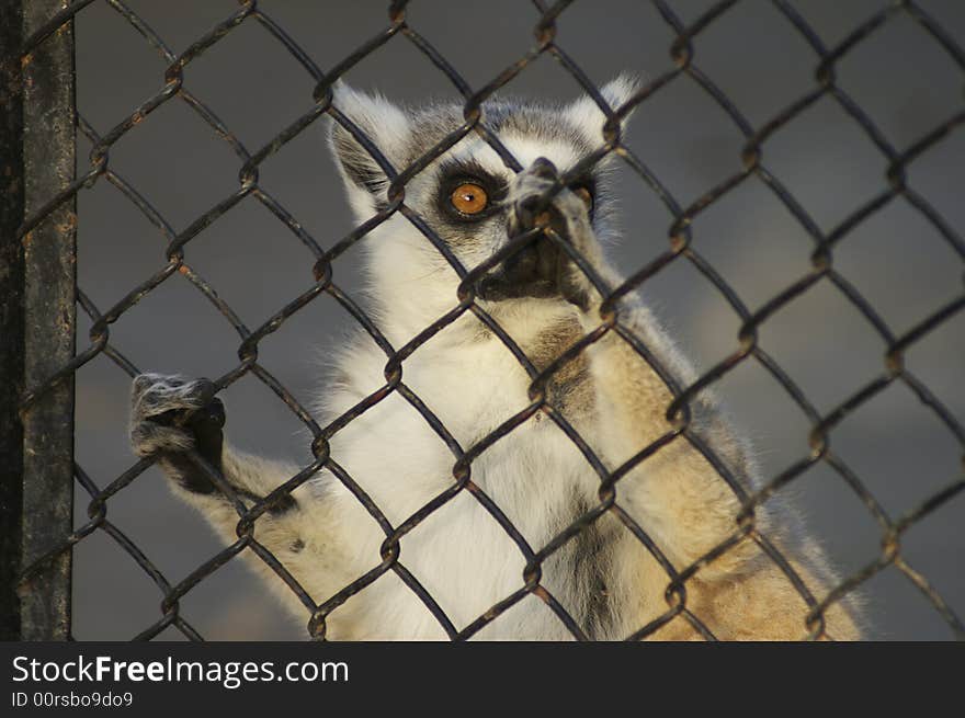 Lemur wants freedom