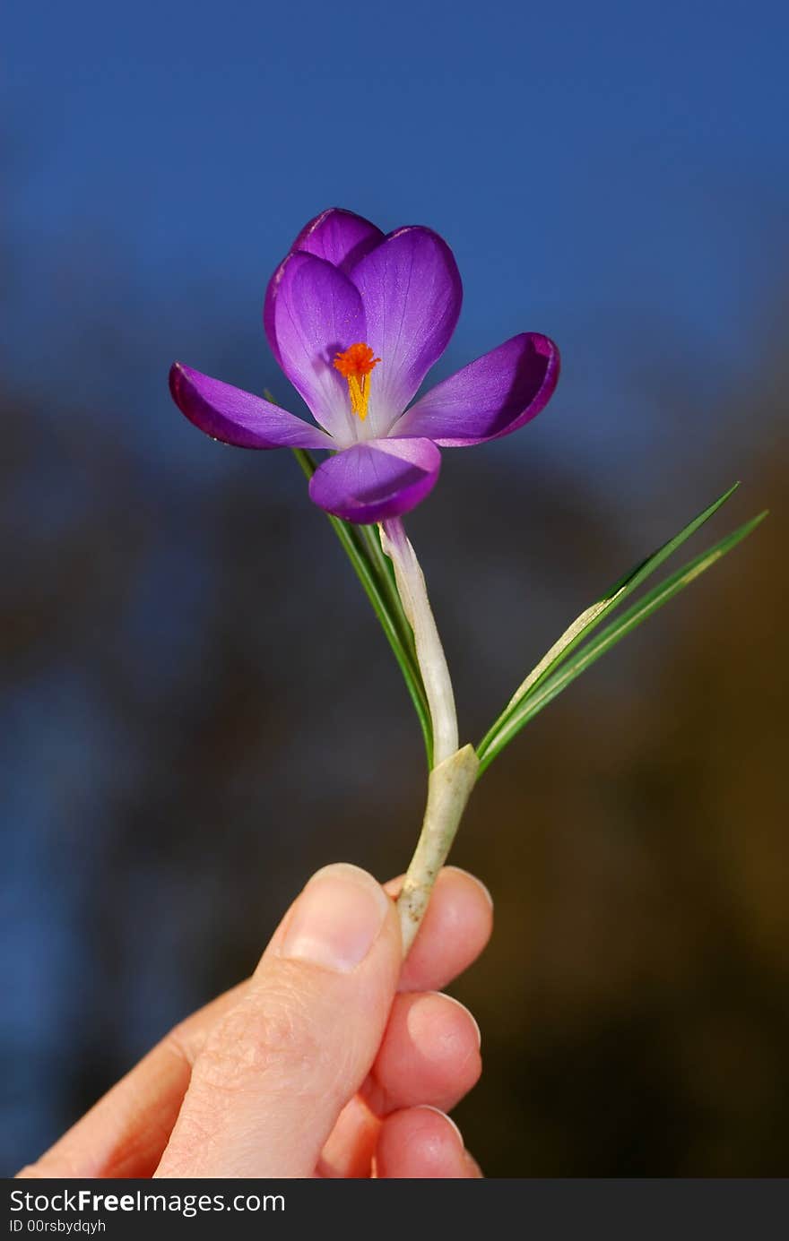 Holding a beautiful purple crocus.