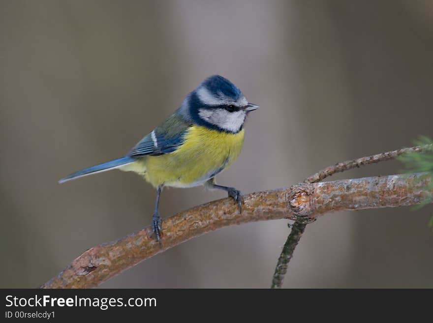 Blue tit (aka parus caeruelus)