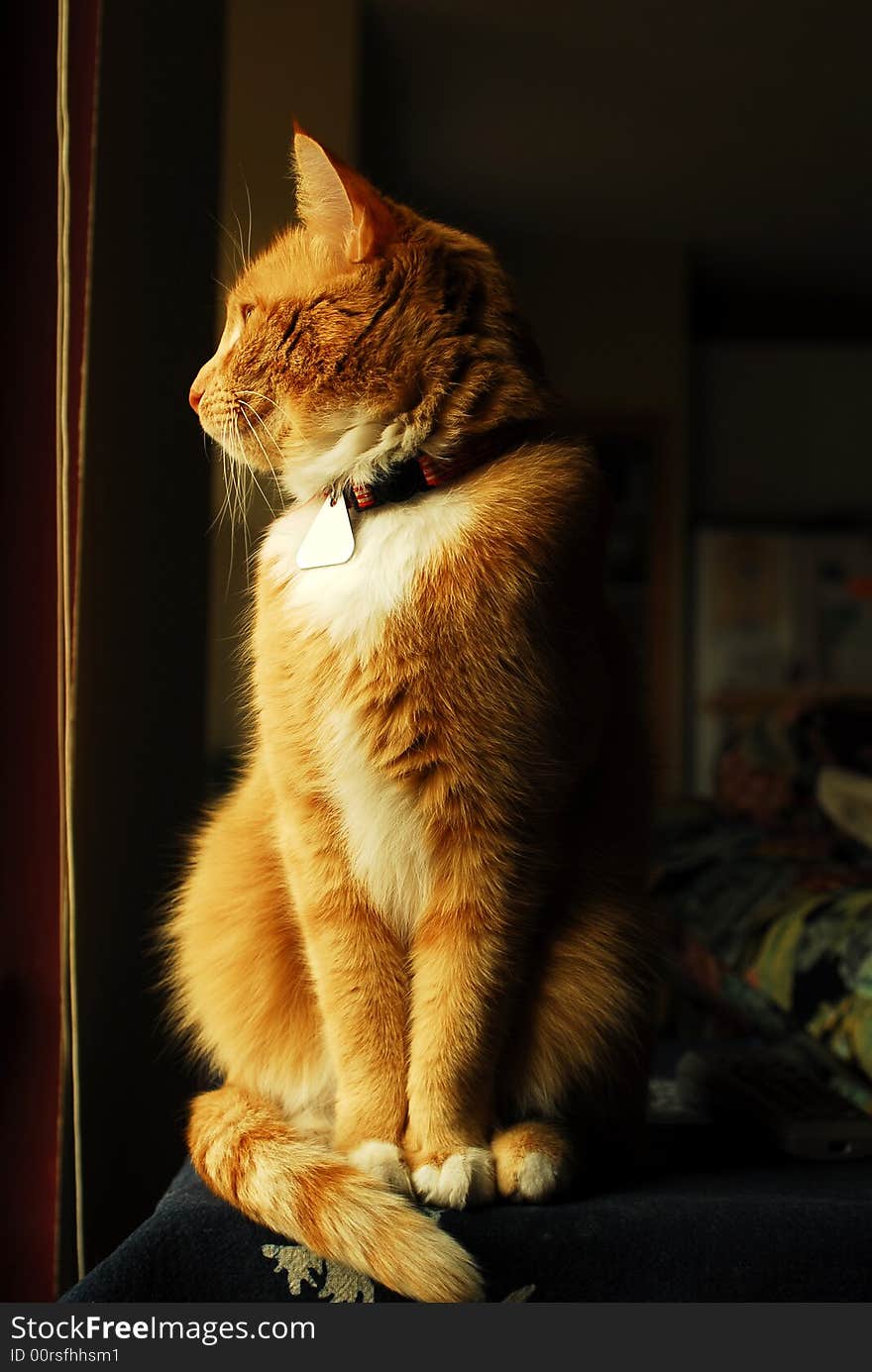 Orange,or yellow,tabby cat sitting next to window. Orange,or yellow,tabby cat sitting next to window.