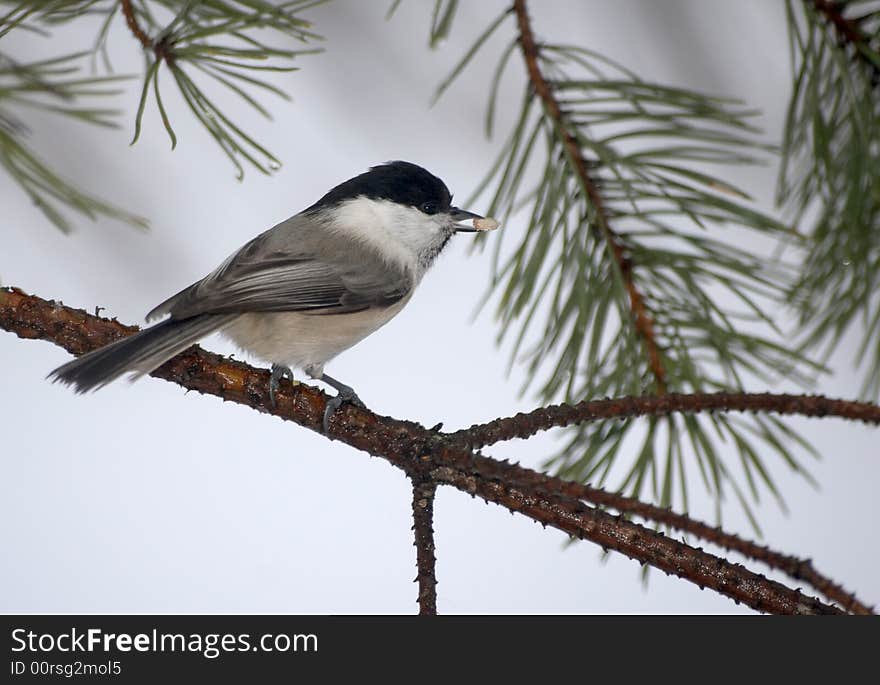 Titmouse A Tree