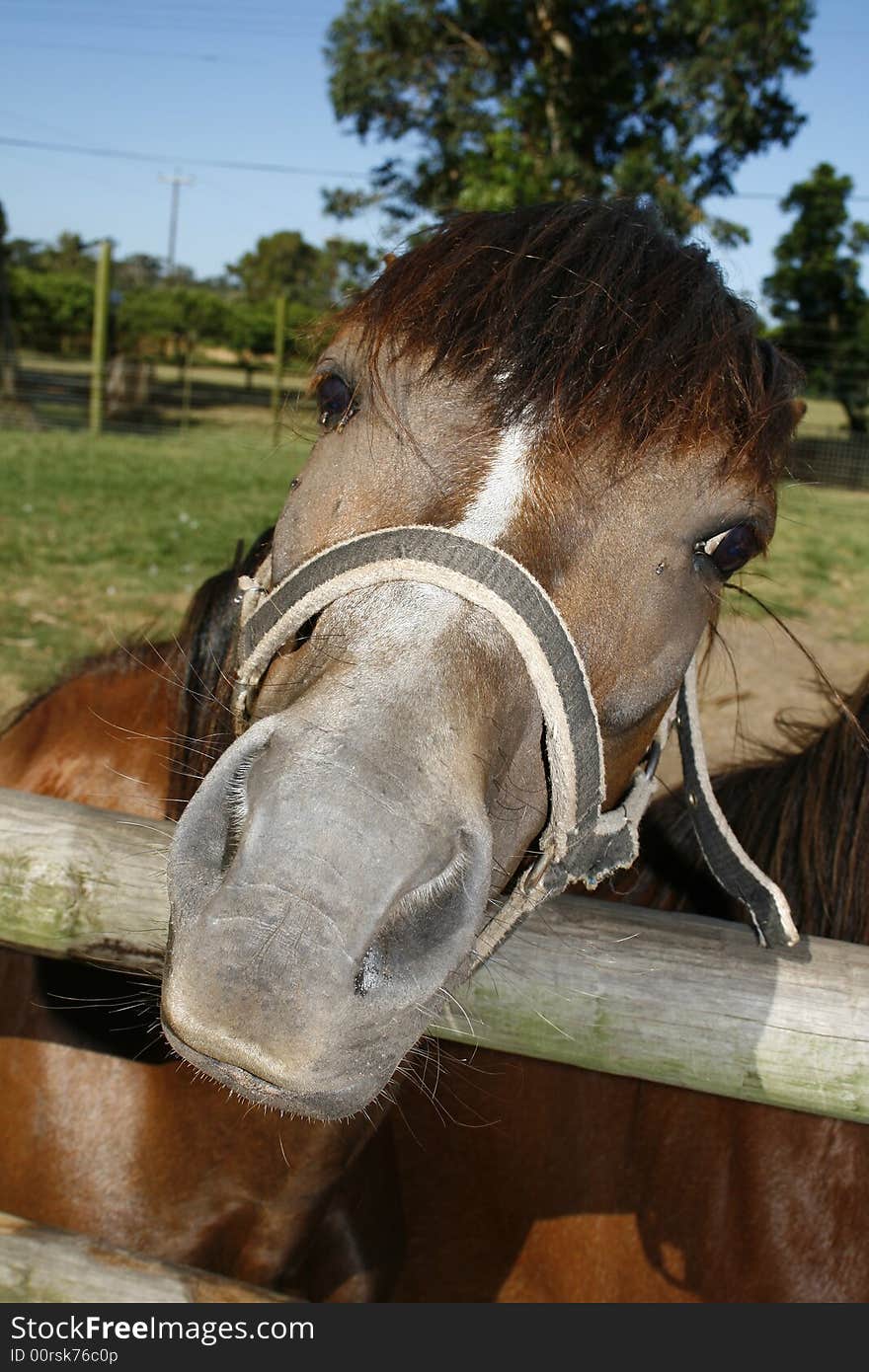 A friendly light brown horse on a farm asking the children to scratch his nose. A friendly light brown horse on a farm asking the children to scratch his nose