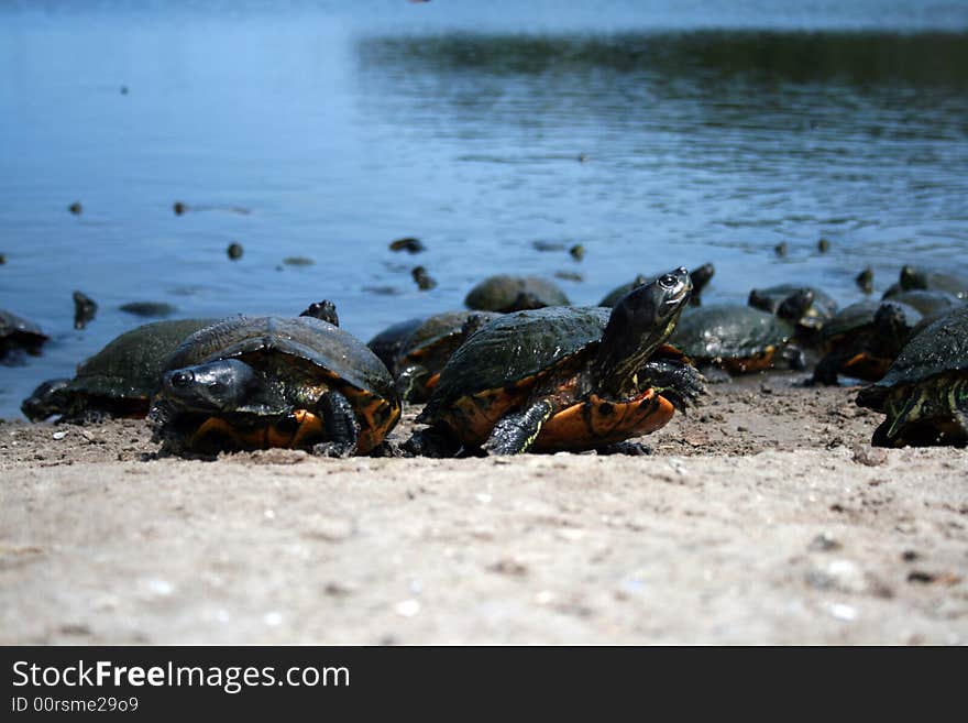 Turtles Walking On Shore