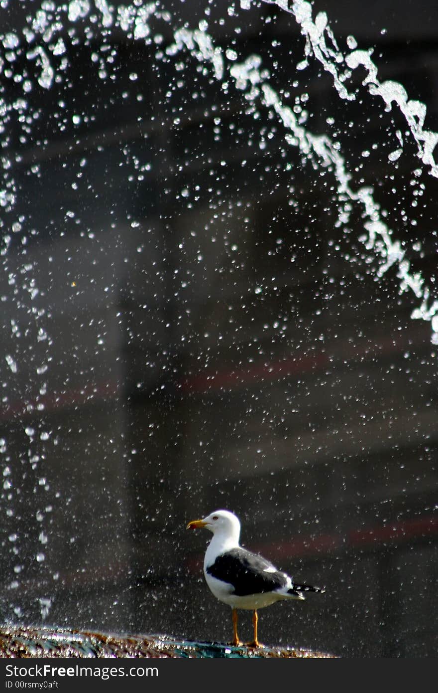 A bird perching on a fountain in Lisbon, Portugal. A bird perching on a fountain in Lisbon, Portugal