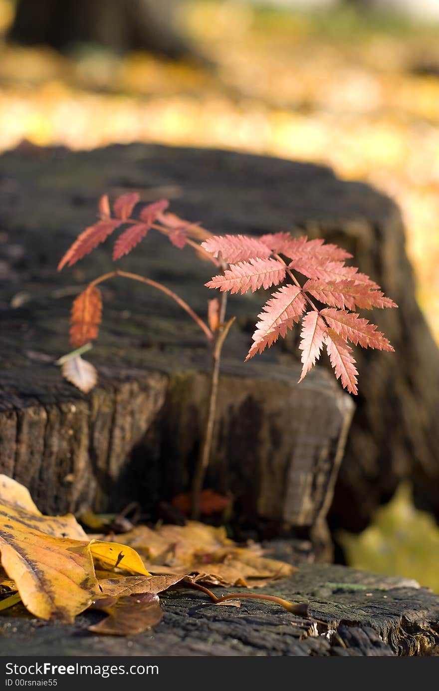 Young tree on a place of an old stub. Young tree on a place of an old stub