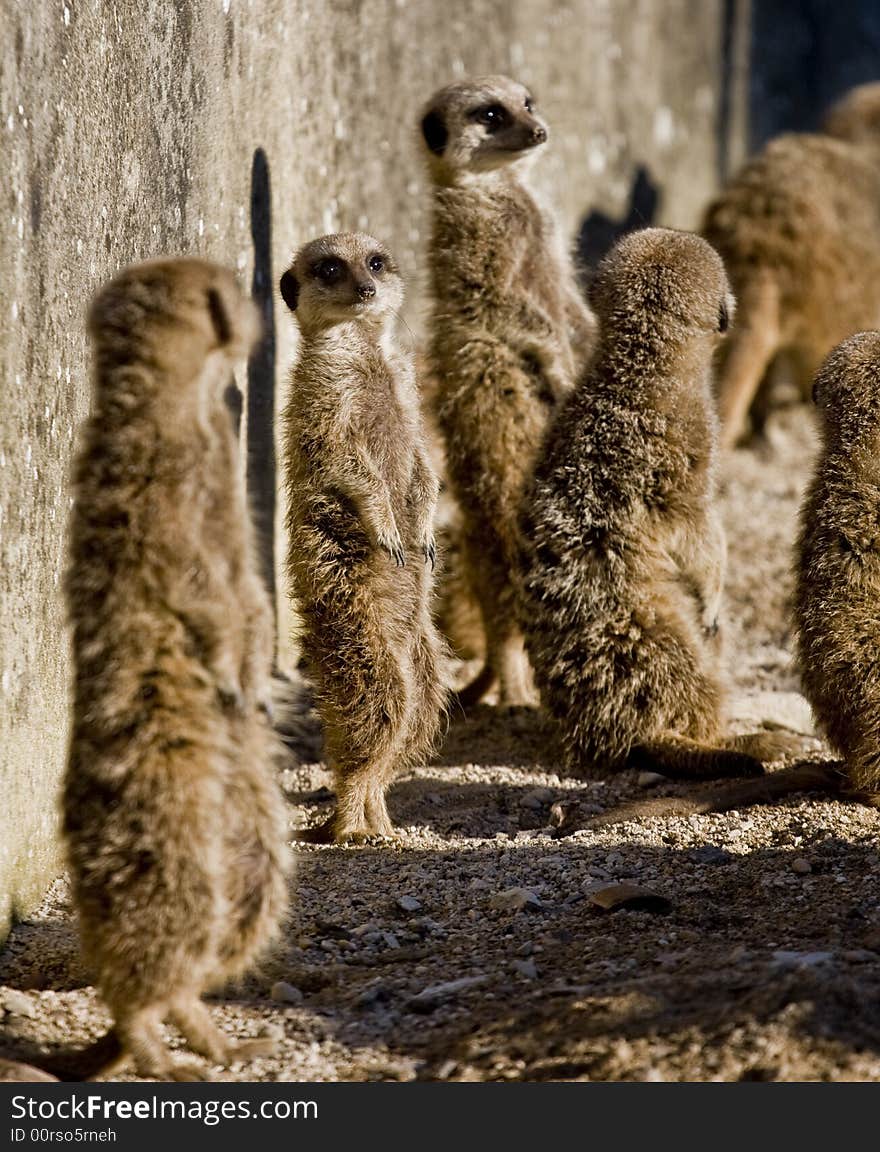 Meerkats relaxing in the sun