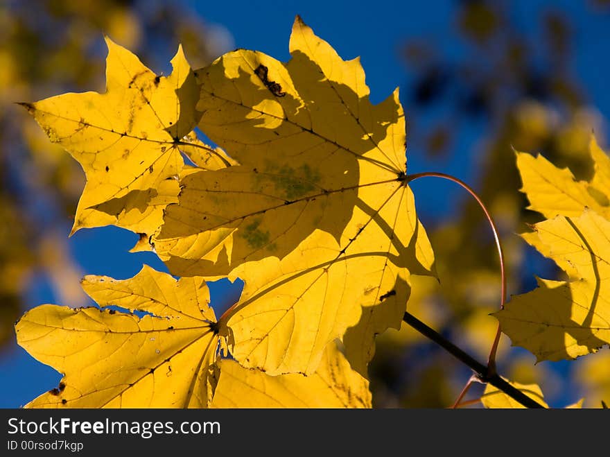 Yellow leaves of a maple on a background of the blue sky. Yellow leaves of a maple on a background of the blue sky