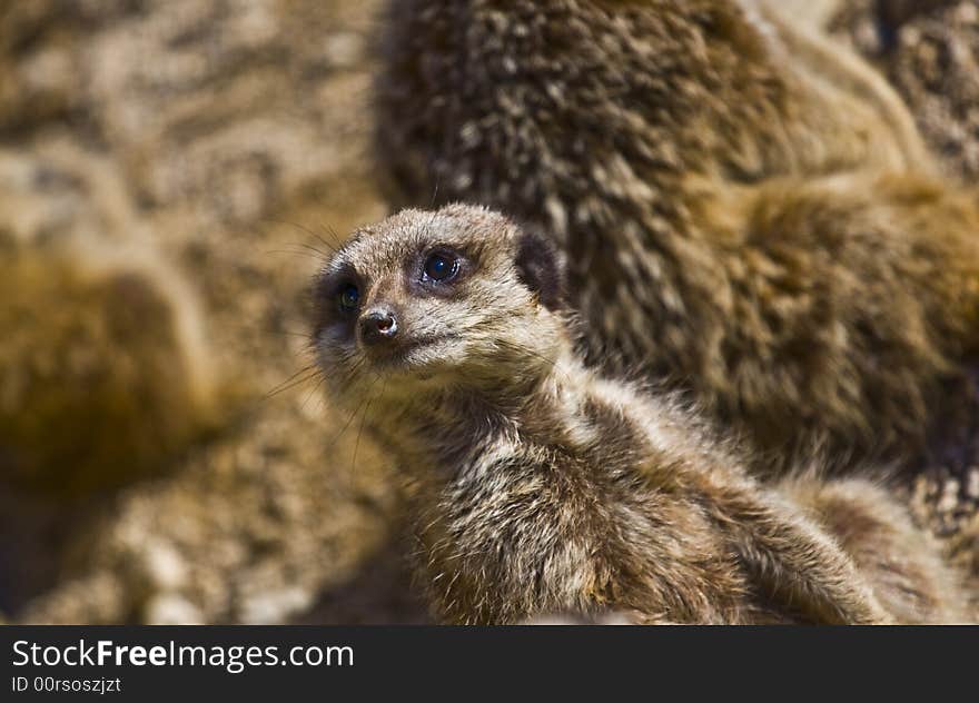 A Meerkat On Watch