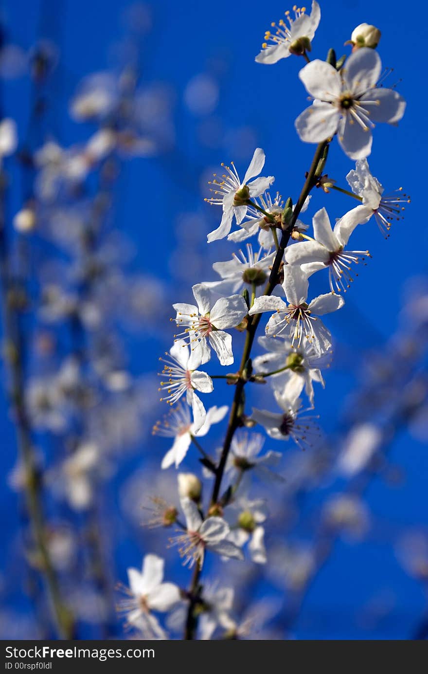 Blossoming branches of an apple-tree on a background of the blue sky. Blossoming branches of an apple-tree on a background of the blue sky