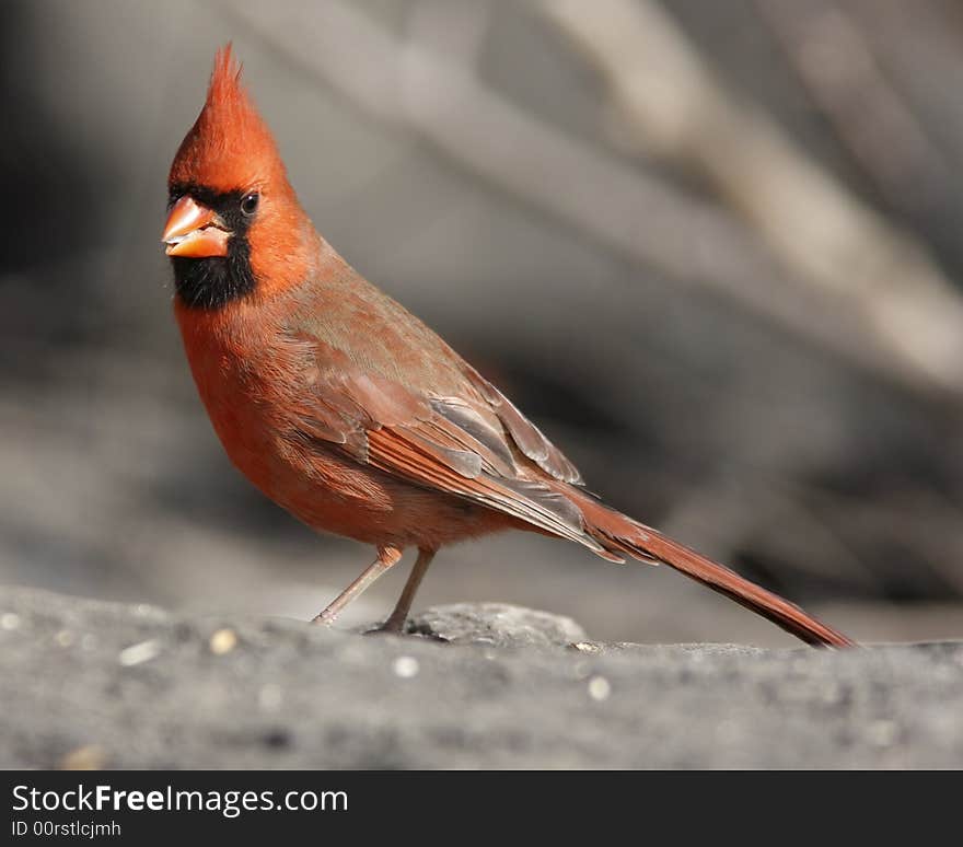 Northern Cardinal (Cardinalis,cardinalis)feeding on rock