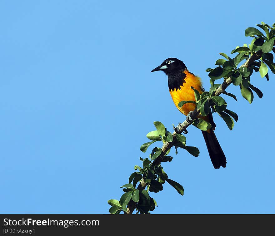 Trupial in early morning in tree