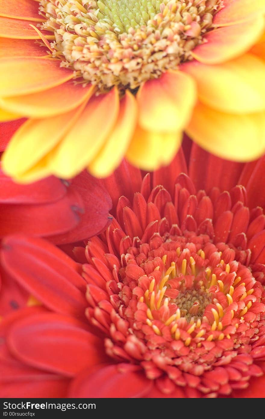 Gerbera detail