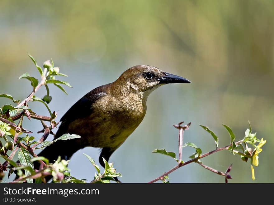 Bird on a branch of a tree in Florida